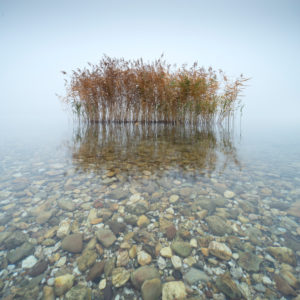 Deutschland, Sachsen-Anhalt, Geiseltalsee, Schilf im flachen klaren Wasser mit bunten Kieseln, dichter Nebel Deutschland, Sachsen-Anhalt, Geiseltalsee, Schilf im flachen klaren Wasser mit bunten Kieseln, dichter Nebel